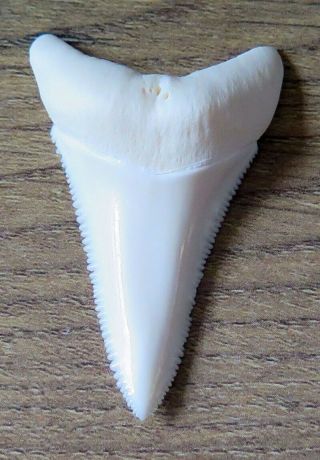 1.  989 " Lower Nature Modern Great White Shark Tooth (teeth)