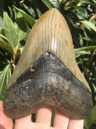 Huge 5.  48” Megalodon Tooth Fossil Shark Teeth