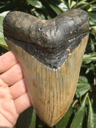 Huge 5.  48” Megalodon Tooth Fossil Shark Teeth 3