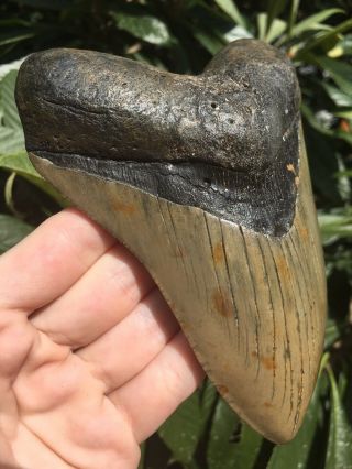 Huge 5.  48” Megalodon Tooth Fossil Shark Teeth 4