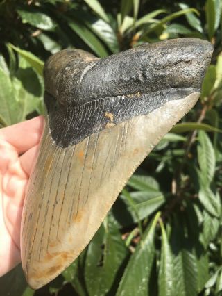 Huge 5.  48” Megalodon Tooth Fossil Shark Teeth 5