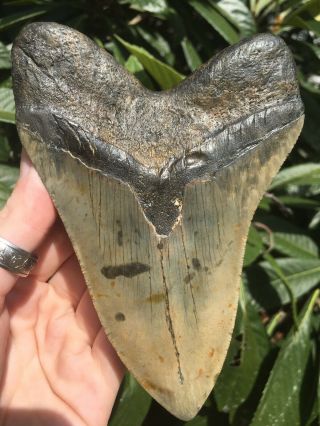 Huge 5.  48” Megalodon Tooth Fossil Shark Teeth 6
