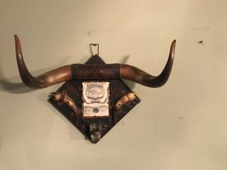 19thC Antique OLD WEST Cow Town Saloon CATTLE HORN Western BROTHEL Drink Display 3