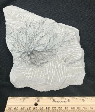 Crinoid Holdfast Base Root Fossil Eucalyptocrinus Silurian Waldron Indiana