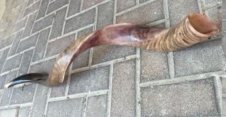 Half Polished / Natural Yemenite Kudu Horn Shofar 32 - 34 Inch Made In Israel