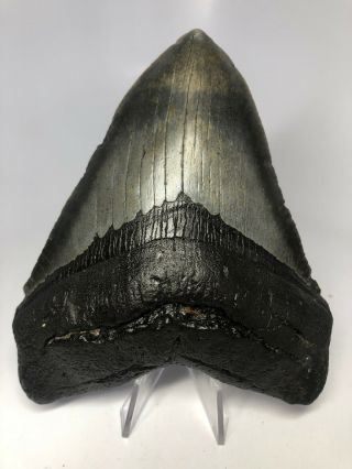 Megalodon Shark Tooth 5.  61” Huge - Wide - No Restoration 3861