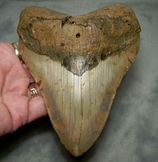 Huge 5 1/4 " Megalodon Shark Tooth Teeth Extinct Jaw Fossil Meg Diver Megladon