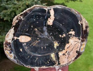 Sis: Really 7 " Eden Valley Wyoming Petrified Wood Round Growth Rings