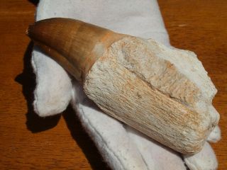 Massive Mosasaur Dinosaur Tooth Fossil with full Root Matrix 4.  5 