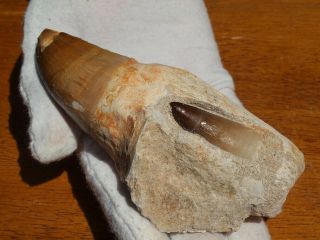 Massive Mosasaur Dinosaur Tooth Fossil with full Root Matrix 4.  5 