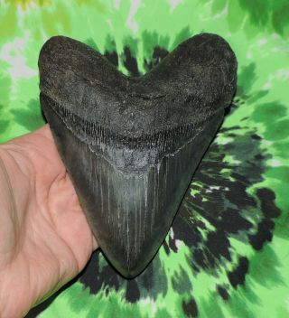 Huge Megalodon Sharks Tooth 5 15/16  Inch Fossil Sharks Teeth Tooth