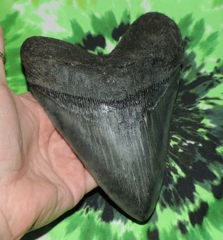 Huge Megalodon Sharks Tooth 5 15/16  inch fossil sharks teeth tooth 2