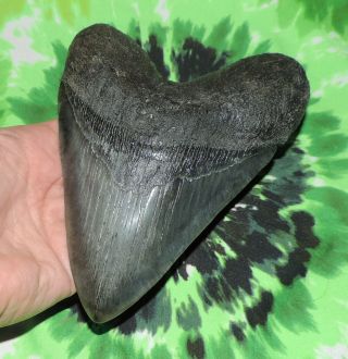 Huge Megalodon Sharks Tooth 5 15/16  inch fossil sharks teeth tooth 3
