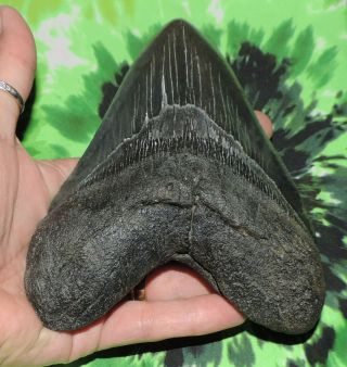 Huge Megalodon Sharks Tooth 5 15/16  inch fossil sharks teeth tooth 4