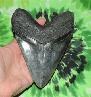 Huge Megalodon Sharks Tooth 5 15/16  inch fossil sharks teeth tooth 5
