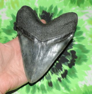 Huge Megalodon Sharks Tooth 5 15/16  inch fossil sharks teeth tooth 6