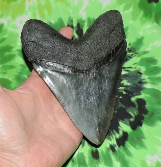 Huge Megalodon Sharks Tooth 5 15/16  inch fossil sharks teeth tooth 7