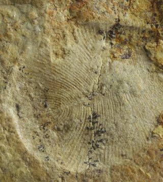 Dickinsonia Rare Precambrian Ediacaran (vendian) Proarticulata Fossil