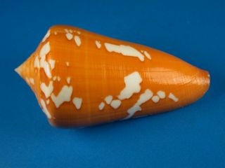 Conus Crocatus Thailandis,  Pattern,  Huge,  61.  8mm,  Thailand Shell