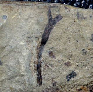 Cooksonia - Big Oldest Silurian Fossil Land Plant