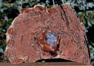 Sis: 200 Million Year Old Mystery Arizona Rainbow Petrified Wood Entombed Round