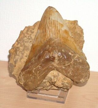 Huge 6.  81 " Inch Megalodon Tooth In Matrix