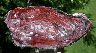 Sis: 8 1/2 " Petrified Wood Round From China - Gorgeous Red Slab