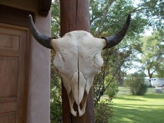 Buffalo Skull 22 " Inch Wide Bull American Bison Mounted A Head Horn
