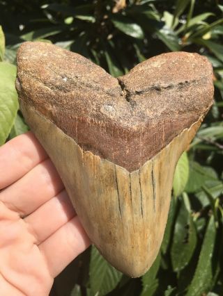 Huge Colorful Wide 5.  22” Megalodon Tooth Fossil Shark Teeth