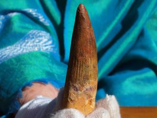 Massive Spinosaurus Dinosaur Tooth Fossil 2.  90 " Inches 112 Million Years Old