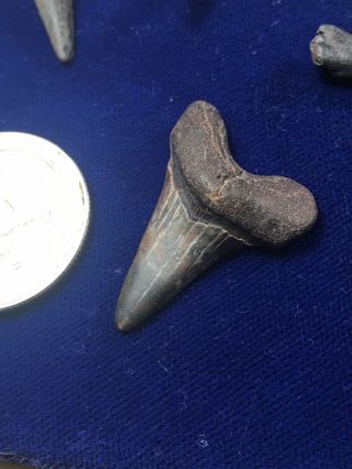 Rare Cretoxyrhina Mantelli Fossil Shark Tooth Cretaceous Mississippi