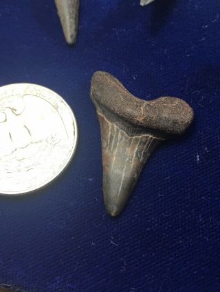 Rare Cretoxyrhina Mantelli Fossil Shark Tooth Cretaceous Mississippi 2