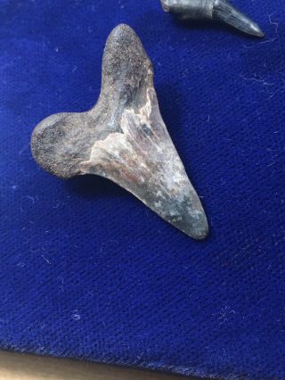 Rare Cretoxyrhina Mantelli Fossil Shark Tooth Cretaceous Mississippi 3