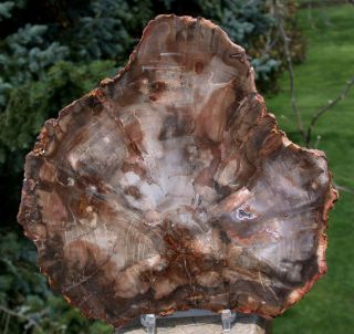 Sis: Richly Preserved 7 " Madagascar Petrified Wood Round - Brilliant Araucaria