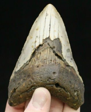 Megalodon Shark Tooth 4.  69 " Extinct Fossil Authentic Not Restored (cg7 - 180)
