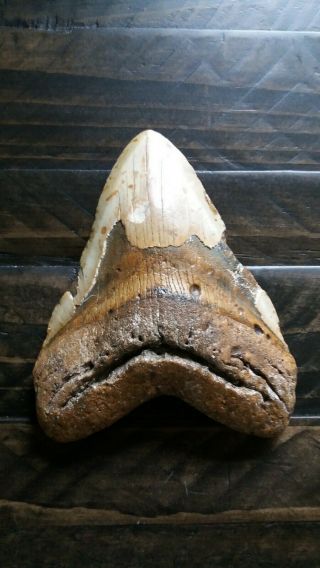 Megalodon Tooth 6 Inches