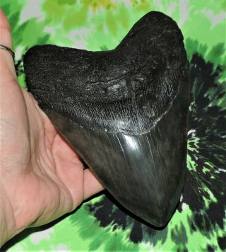 Huge Megalodon Sharks Tooth 6 1/16  inch fossil sharks teeth 2