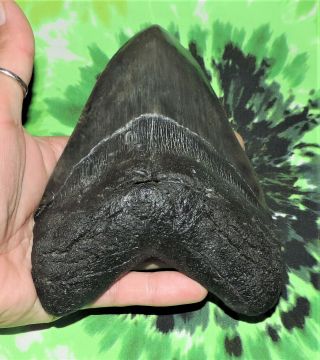 Huge Megalodon Sharks Tooth 6 1/16  inch fossil sharks teeth 4