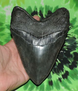 Huge Megalodon Sharks Tooth 6 1/16  inch fossil sharks teeth 5