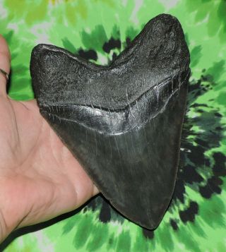 Huge Megalodon Sharks Tooth 6 1/16  inch fossil sharks teeth 6