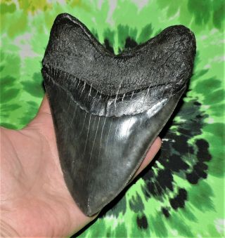 Huge Megalodon Sharks Tooth 6 1/16  inch fossil sharks teeth 7