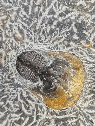 $250 Scotoharpes sp (Aristoharpes) Trilobites 2 Specimen Matrix Devonian Morocco 2