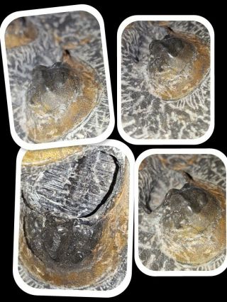 $250 Scotoharpes sp (Aristoharpes) Trilobites 2 Specimen Matrix Devonian Morocco 3