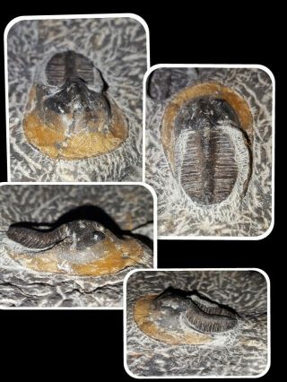 $250 Scotoharpes sp (Aristoharpes) Trilobites 2 Specimen Matrix Devonian Morocco 6