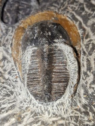 $250 Scotoharpes sp (Aristoharpes) Trilobites 2 Specimen Matrix Devonian Morocco 7