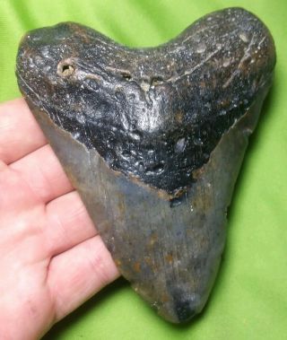 Huge " 4.  96 Megalodon Shark Tooth Teeth Extinct Fossil Meg Scuba Diver Direct 56