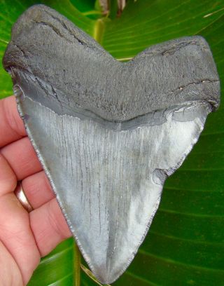 Megalodon Shark Tooth Over 4 & 13/16 In.  - Real Fossil - No Restorations