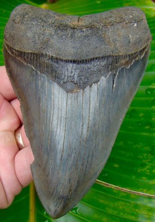 Megalodon Shark Tooth Over 5 In.  Serrated Real Fossils - No Restorations