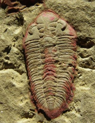 And Very Rare Trilobite.  Ormathops Clariondi.  Morocco.  Nº Tw74