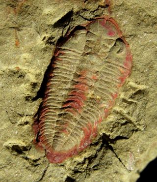 AND VERY RARE TRILOBITE.  Ormathops clariondi.  MOROCCO.  nº TW74 2